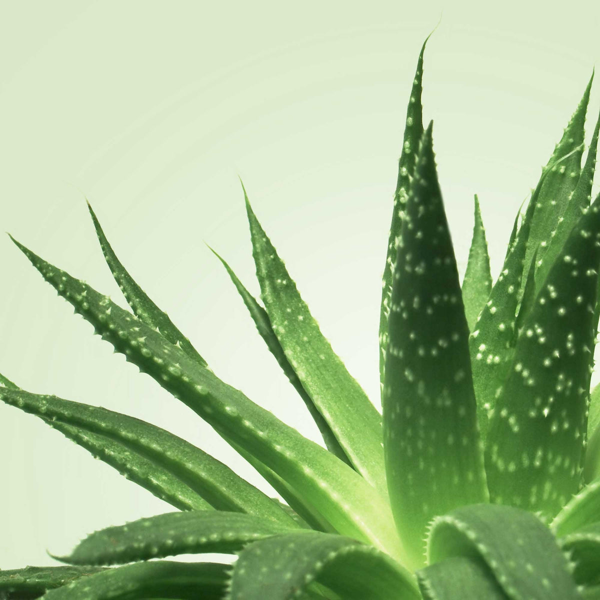 Mixgliss Gel de massage – NU Aloe Vera – Mixgliss – vue 1