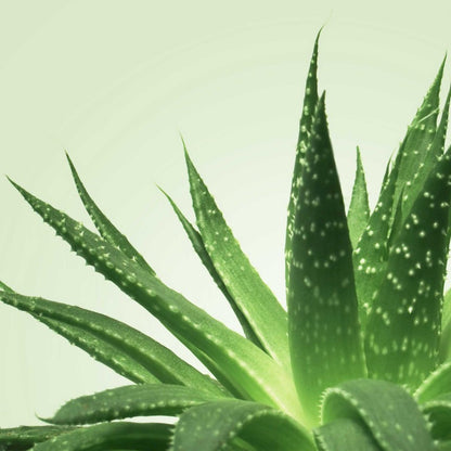 Mixgliss Gel de massage - NU Aloe Vera - 1000 ml – Mixgliss – vue 2